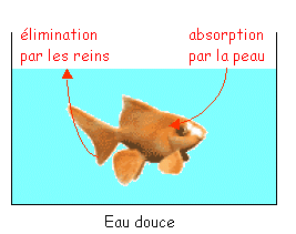 poisson_eau_douce.gif