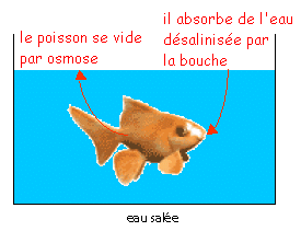 poisson_eau_salee.gif